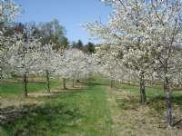 Apple Blossoms