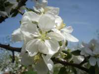 Apple Blossoms