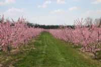 Peach Blossoms