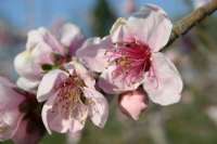 Peach Blossoms