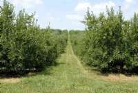 Apple Orchards