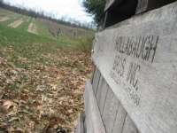 Apple Orchards