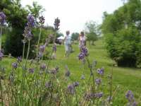 Pennsylvania Lavender Festival