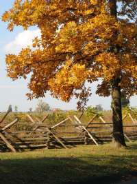 Fence on Sickle's Avenue