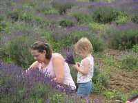 Pennsylvania Lavender Festival